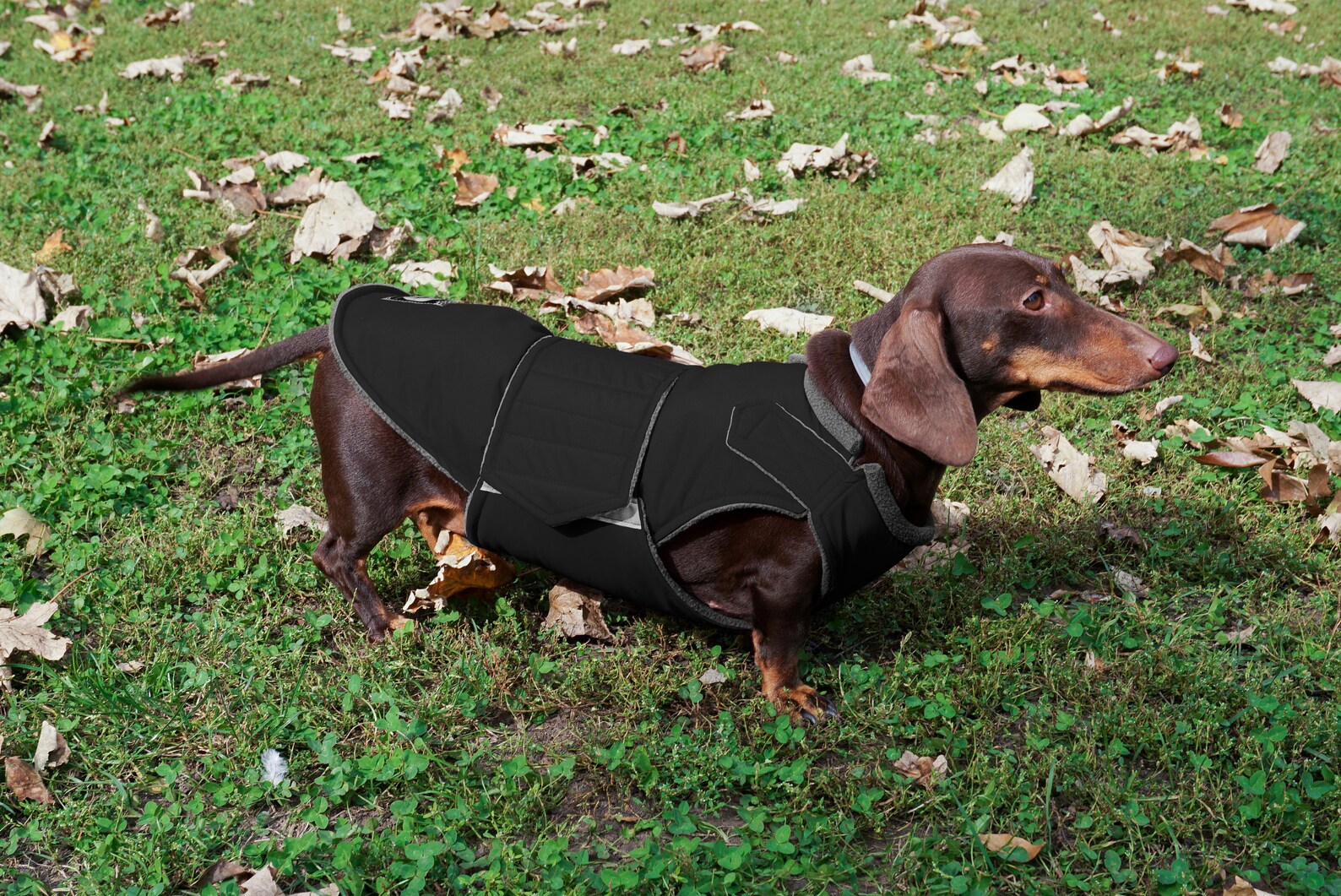 Readymade Dachshund Raincoat Dachshund Jacket Waterproof Etsy
