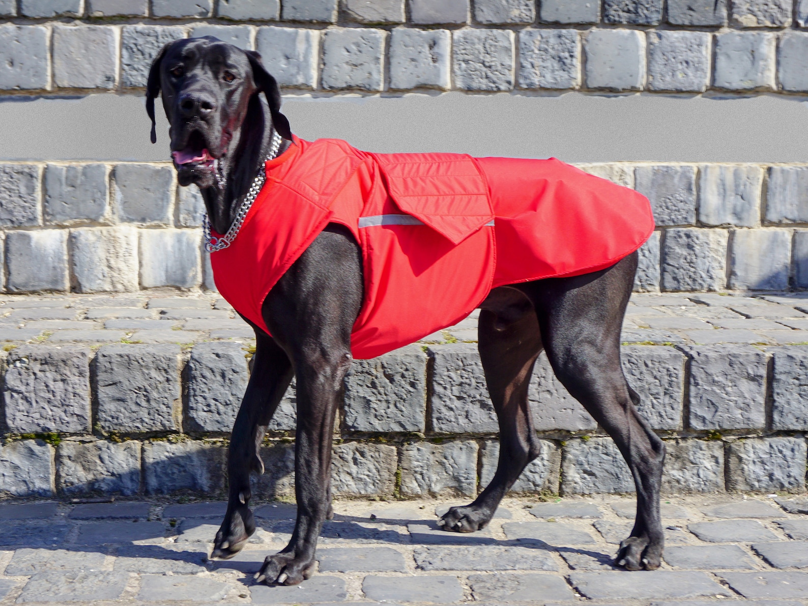 Great Dane Winter Dog Coat Dog Jacket With Underbelly Etsy