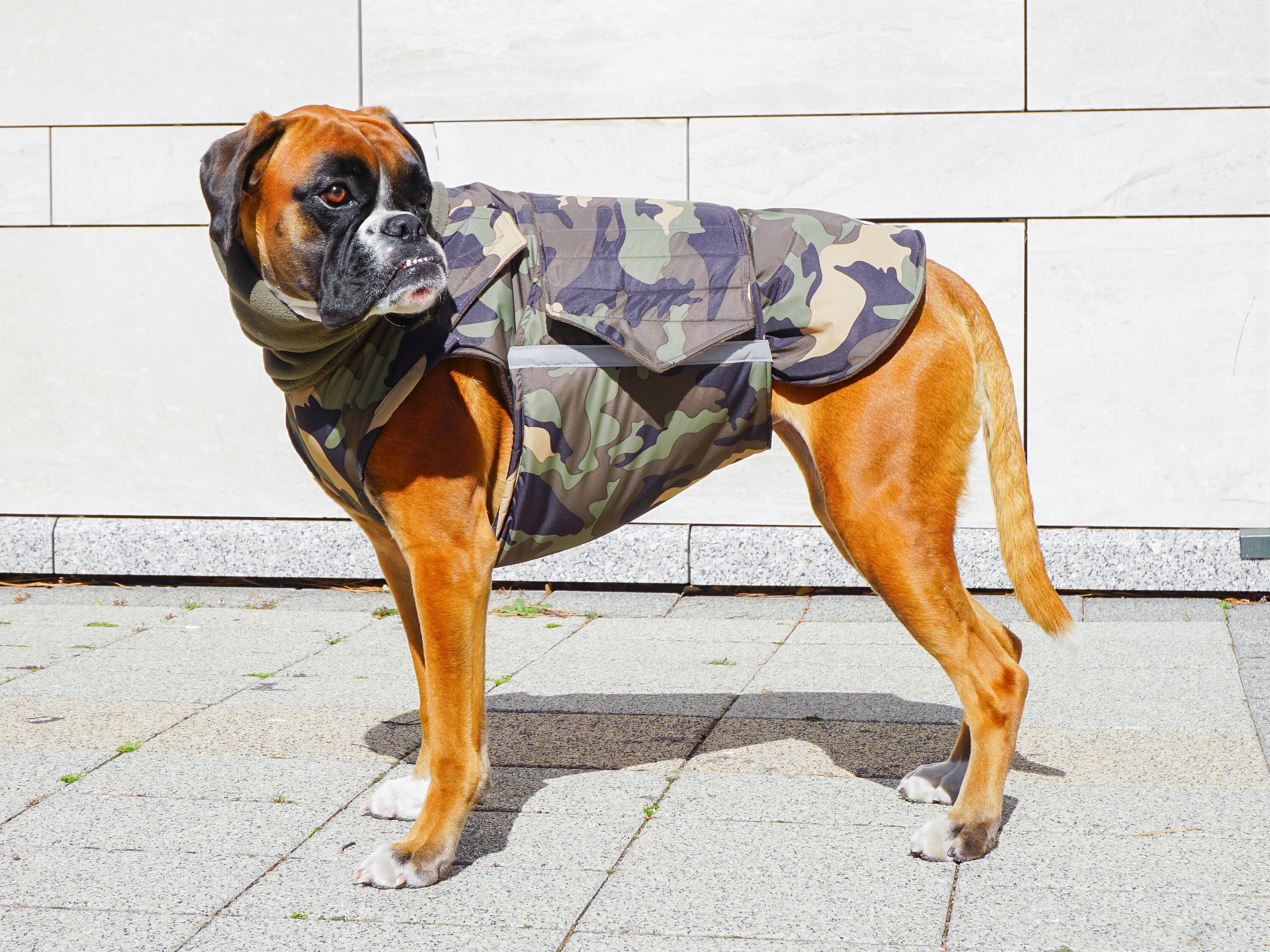 Boxer dog raincoat online