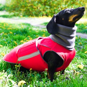 Dachshund Dog Coat Extra Warm Winter Dog Jacket with underbelly protection and neck warmer Waterproof outer with fleece Custom made image 4