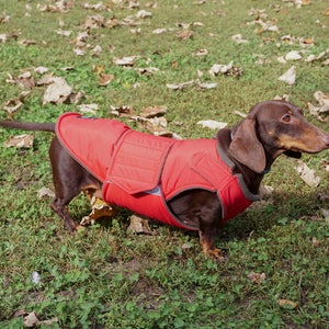 Dachshund Winter Dog Coat with underbelly protection Custom made dog clothes Waterproof / Fleece Dog Jacket MADE TO ORDER image 2