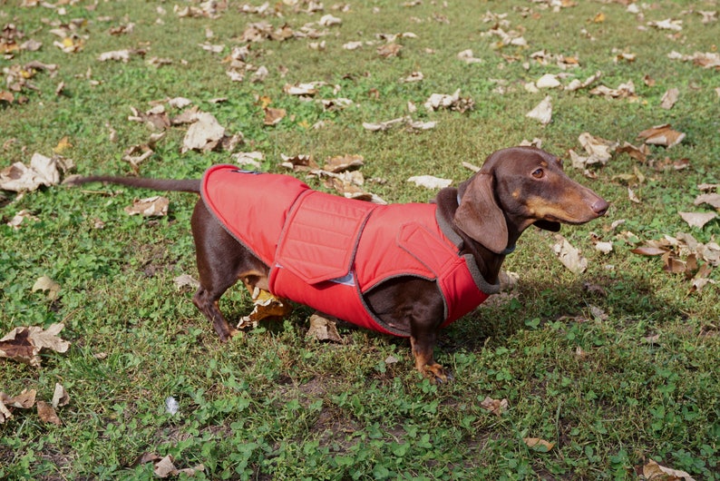 dog protection jacket