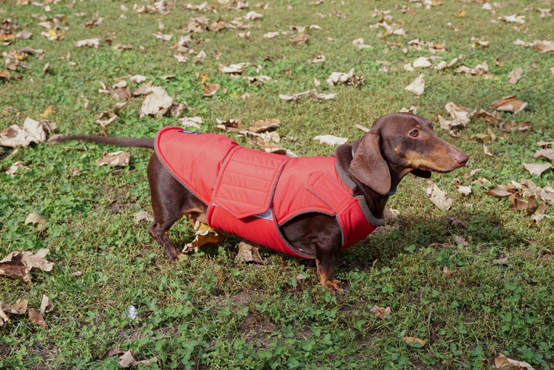 Dachshund Winter Dog Coat with underbelly protection Custom made dog clothes Waterproof / Fleece Dog Jacket MADE TO ORDER image 2