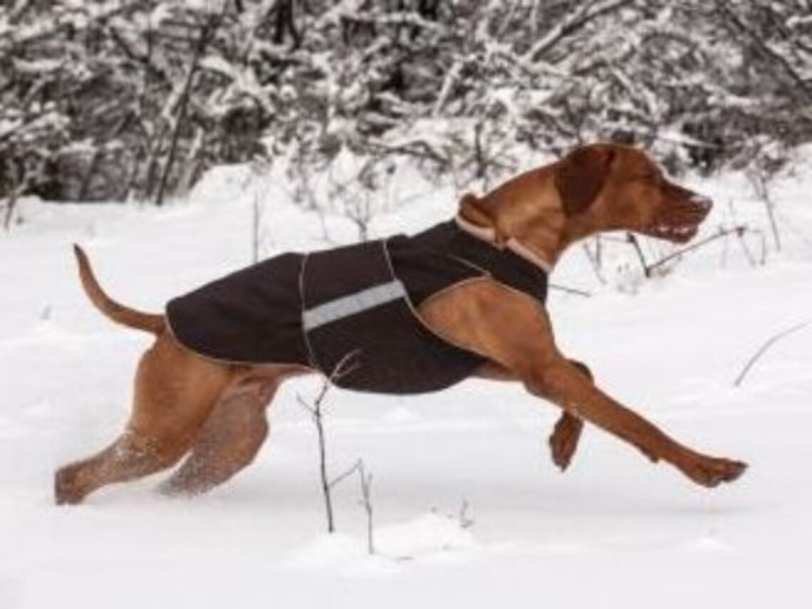 Readymade Vizsla Extra Warm Winter Coat Vizsla Jacket Etsy