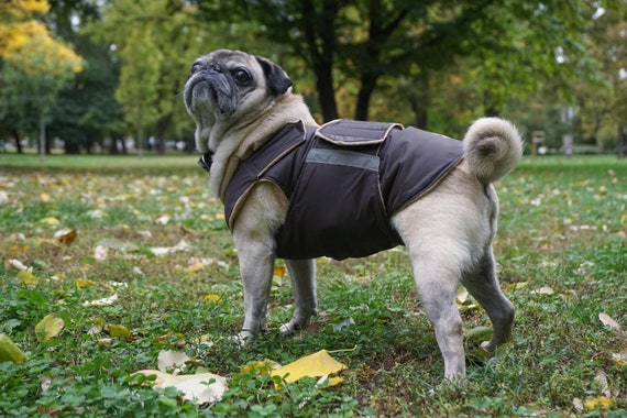 Pug top winter coat