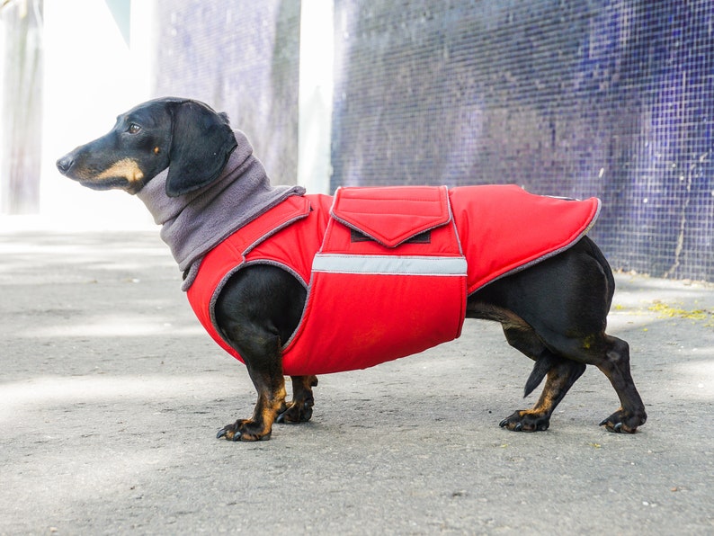 Dachshund Dog Coat Extra Warm Winter Dog Jacket with underbelly protection and neck warmer Waterproof outer with fleece Custom made image 10