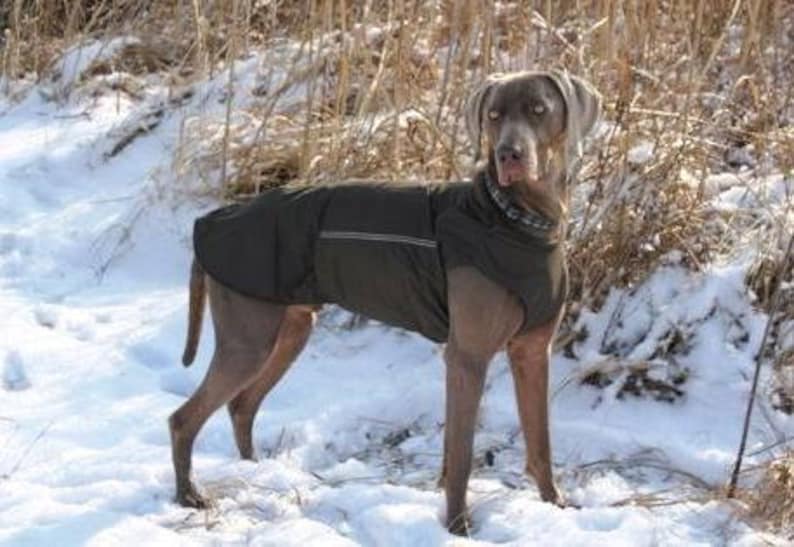 Weimaraner SoftShell Dog Coat Brown Winter Dog Coat Custom Etsy