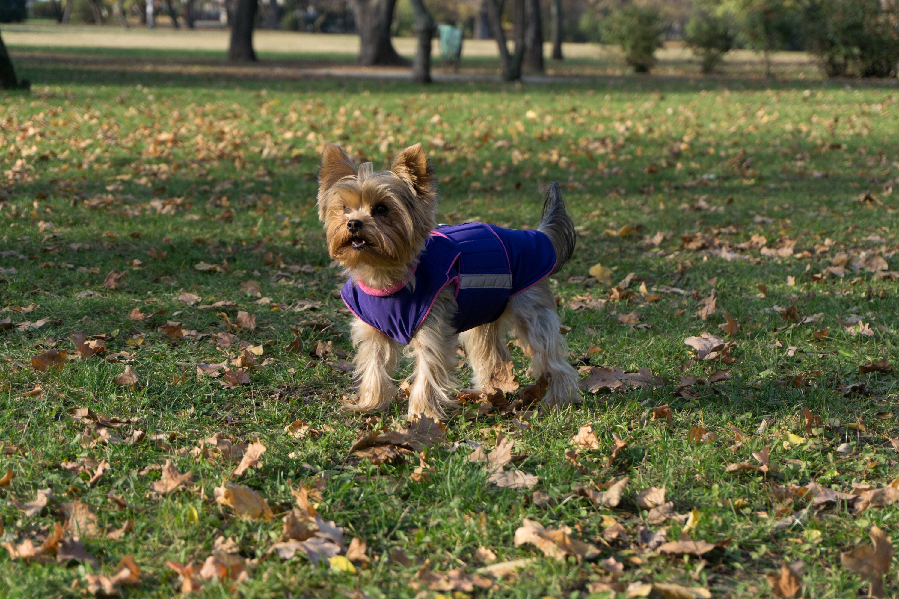 Red Paw Yorkshire Terrier Jacket