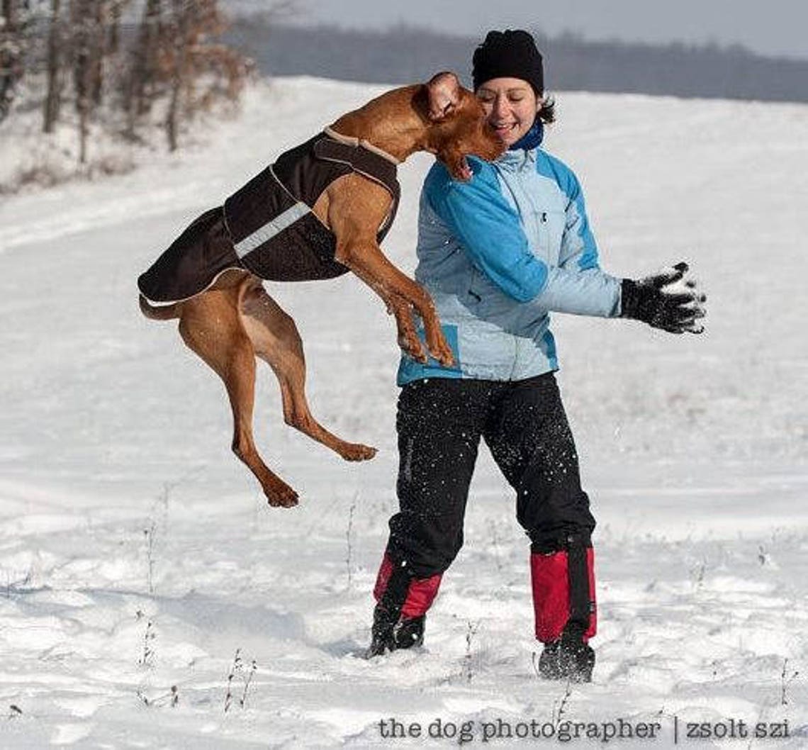 Vizsla Winter Dog Coat Custom made Dog Raincoat Dog Jacket Etsy