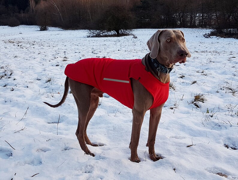 warm dog coats
