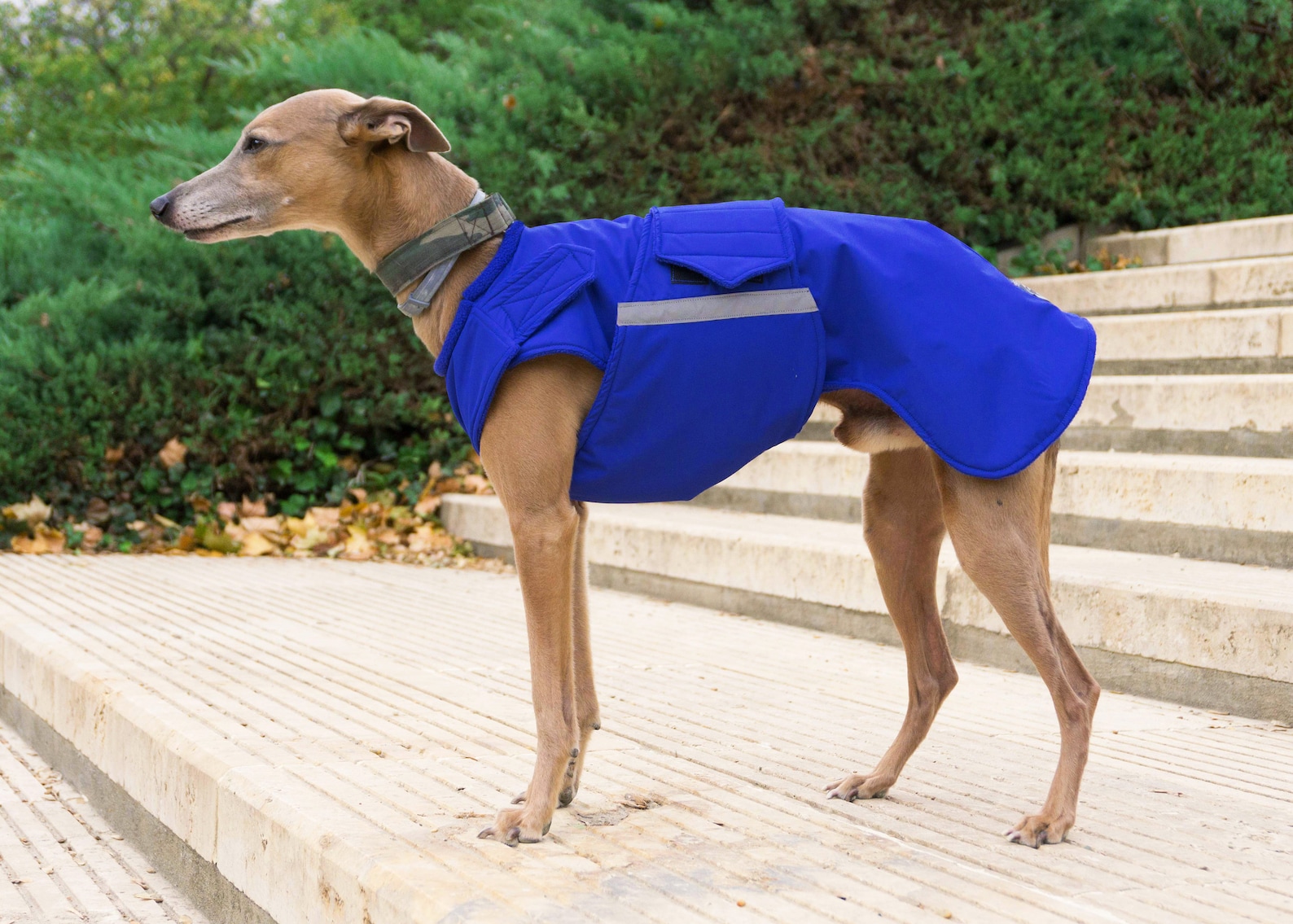 Whippet Coat With Underbelly Protection Winter Dog Jacket Etsy