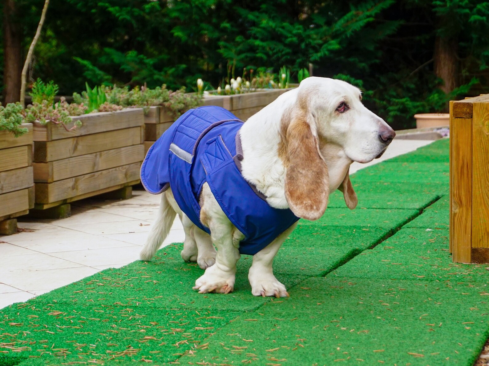 Basset Hound Winter Dog Coat Dog Jacket With Underbelly Etsy