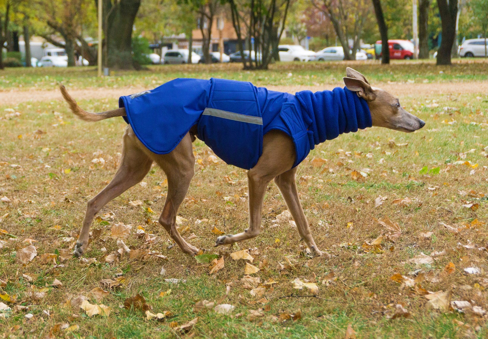 Greyhound Winter Dog Coat Dog Jacket With Snood and Etsy