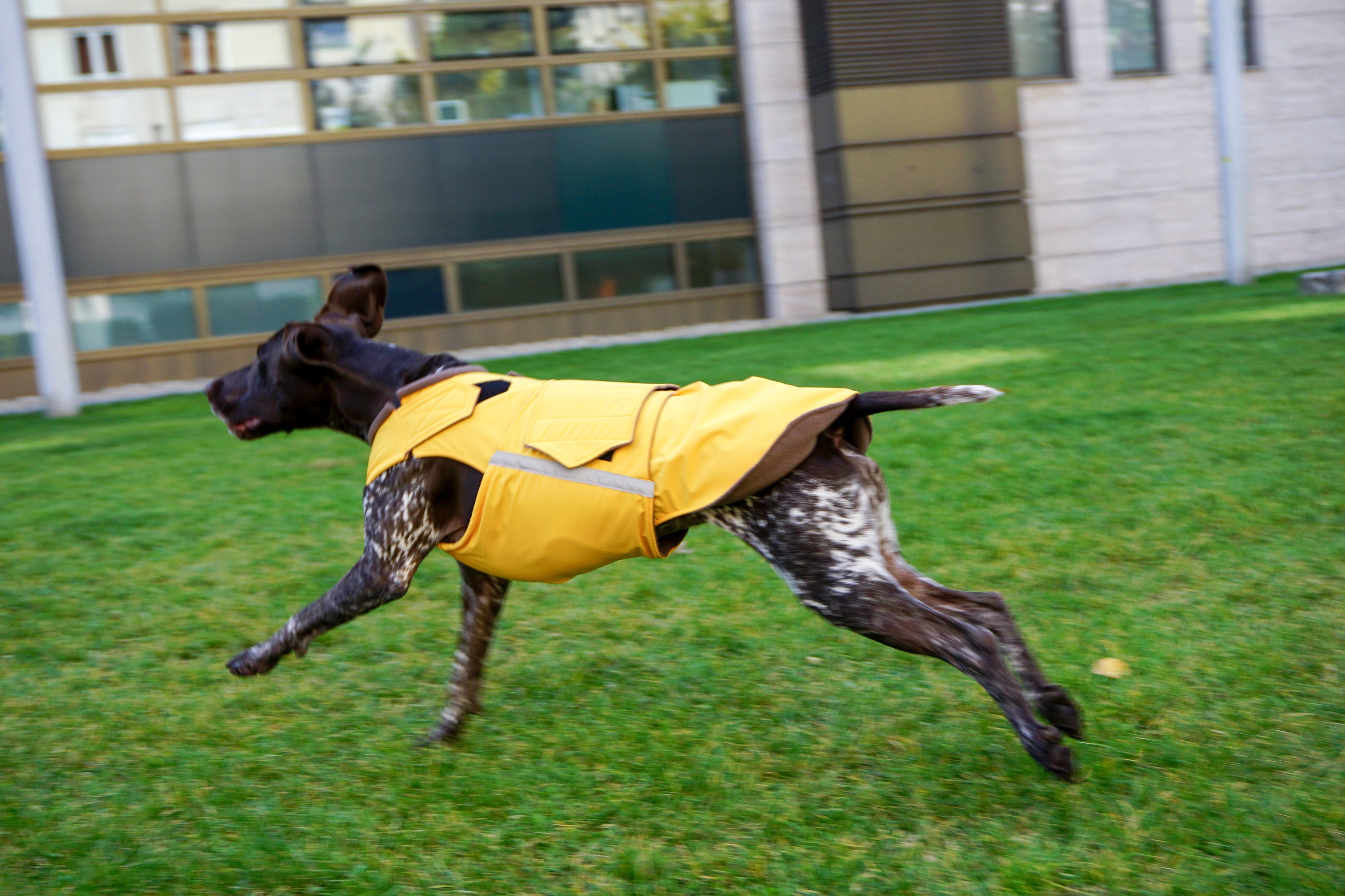 Readymade Vizsla Raincoat Vizsla Jacket Waterproof Outer Etsy