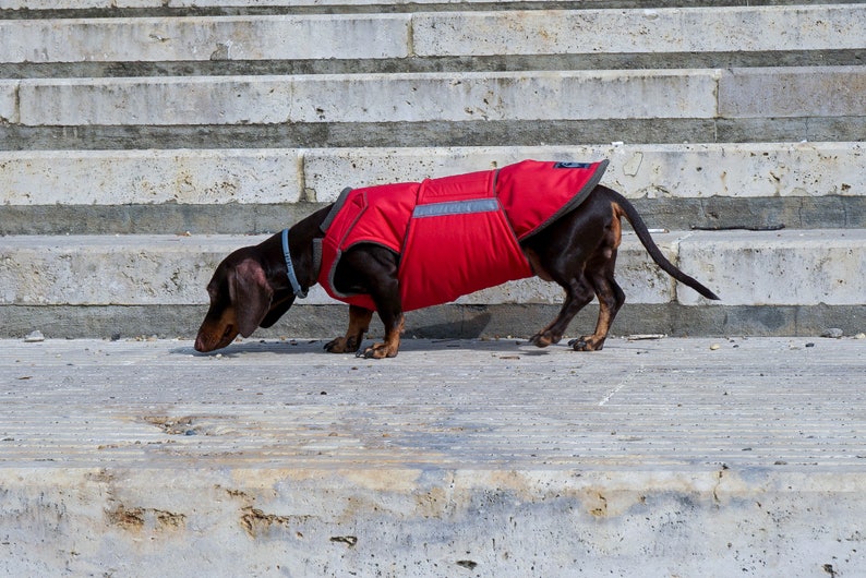 Dog Coat With Underbelly Protection Dachshund Winter Coat Etsy