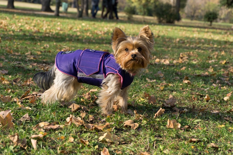 Yorkie Coat Yorkshire Terrier Dog Jacket With Underbelly Etsy Canada