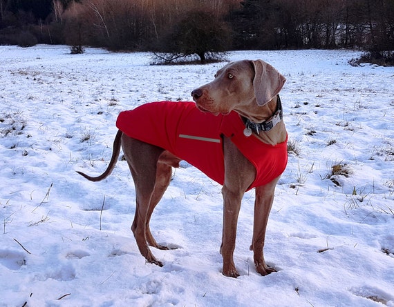 vizsla coats
