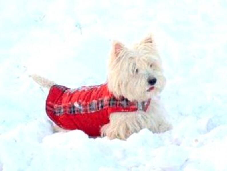 Westie Winter Dog Coat Dog Jacket With Underbelly Protection Etsy UK