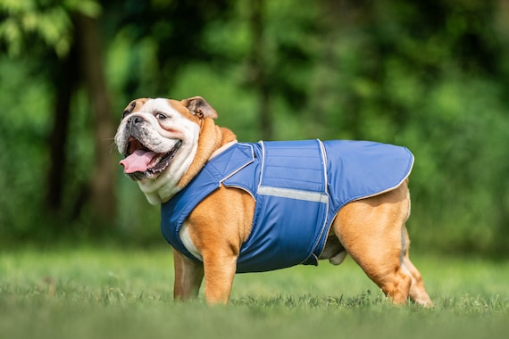 ジャケット・アウター Bulldog Mountain Windbreaker | Classy Bulldog Comfort for Wind & Rain