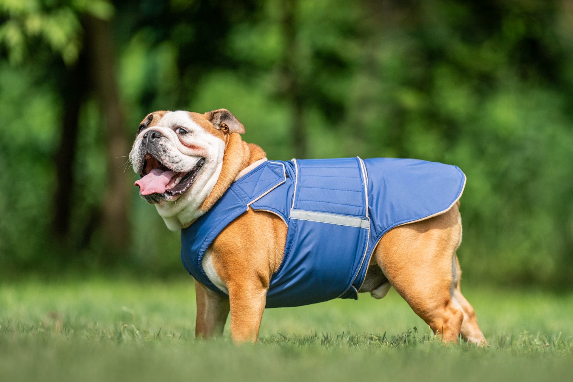 Best jacket for english bulldog discount
