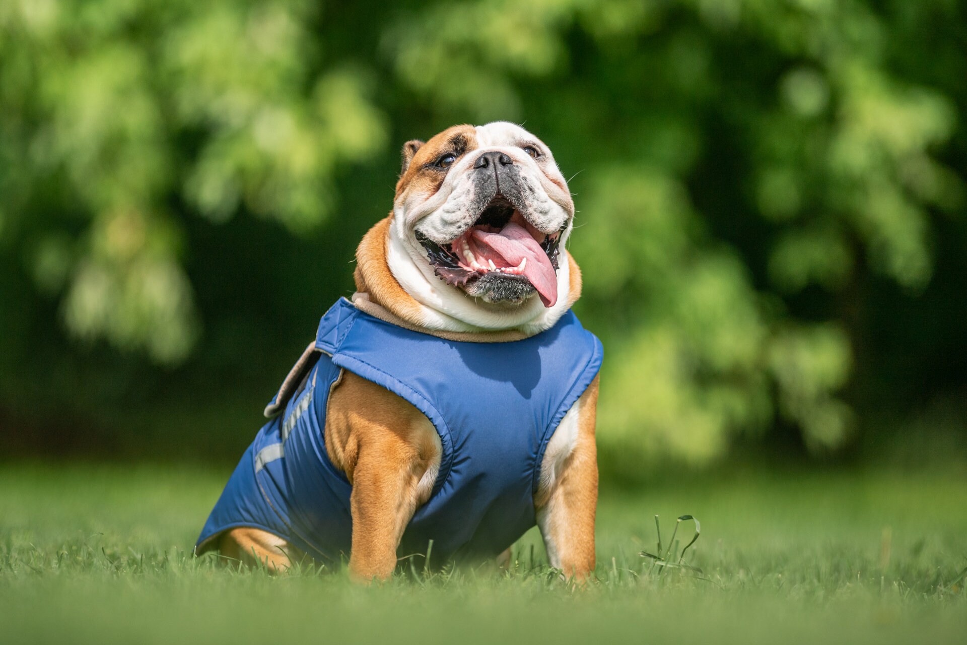Ready made English Bulldog Winter Coat English Bulldog Jacket Waterproof Outer With Fleece Lining Etsy Canada