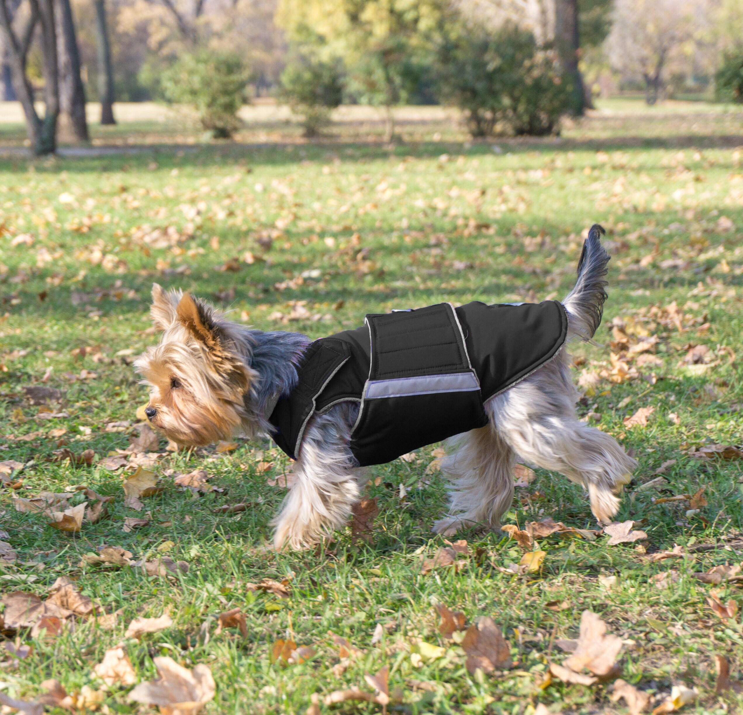 Readymade Yorkie Extra Warm Winter Coat Yorkie Jacket Etsy