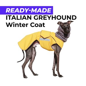 Ready-made Italian Greyhound Winter Coat With Neck Warmer