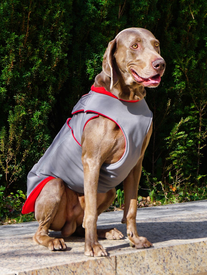 Weimaraner Softshell Dog Coat Brown Winter Dog Coat Custom Etsy