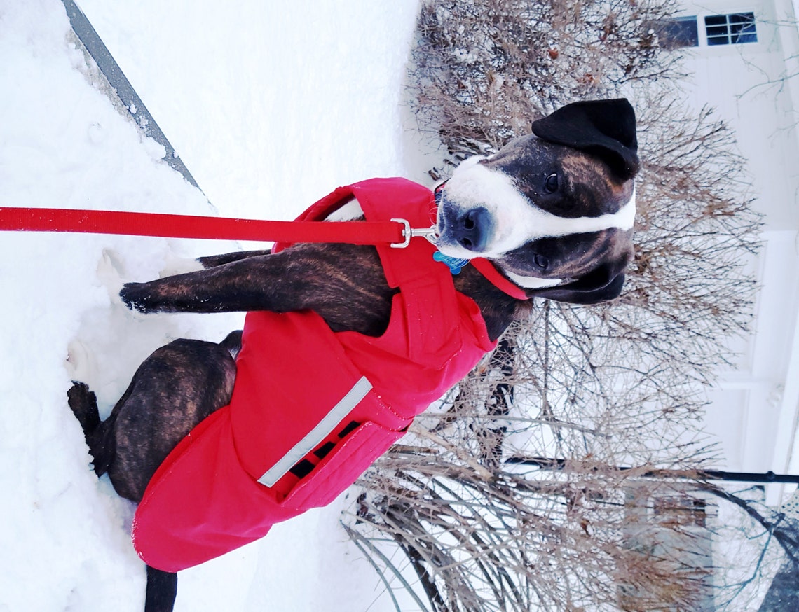Dog Coat for Staffordshire Terriers Winter Dog Jacket Etsy
