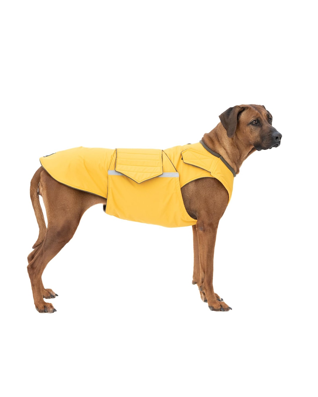 Rhodesian Ridgeback Raincoat Rain Jacket for Large Dogs Custom