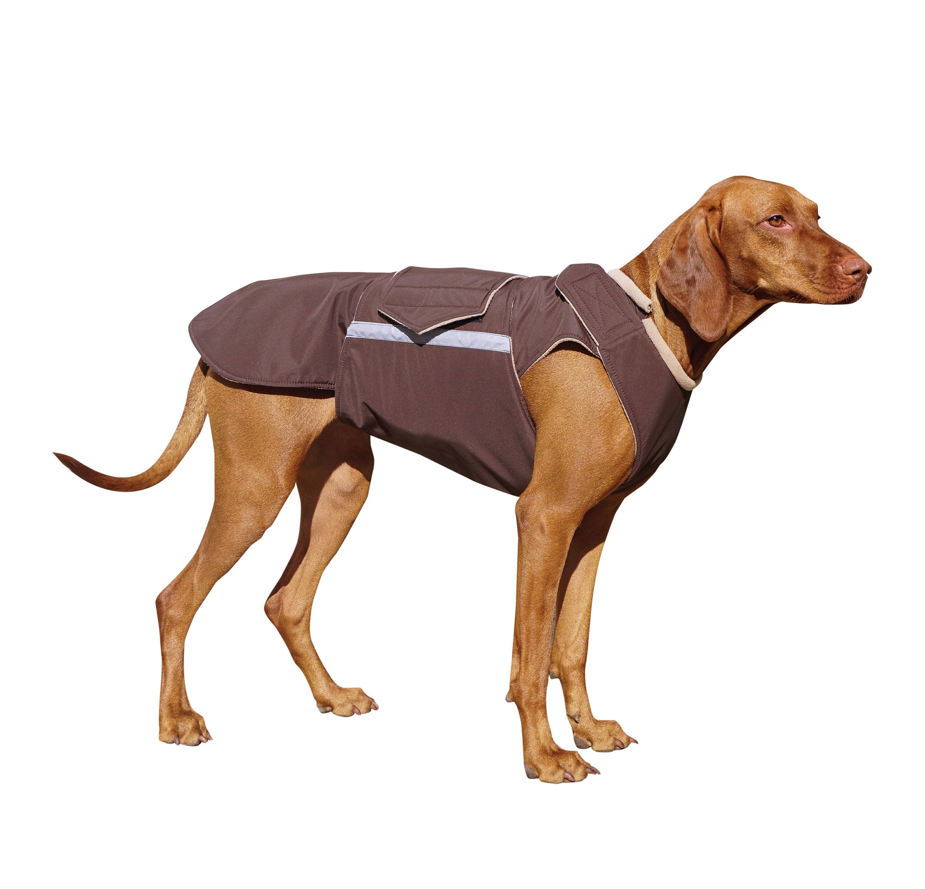 vizsla jacket