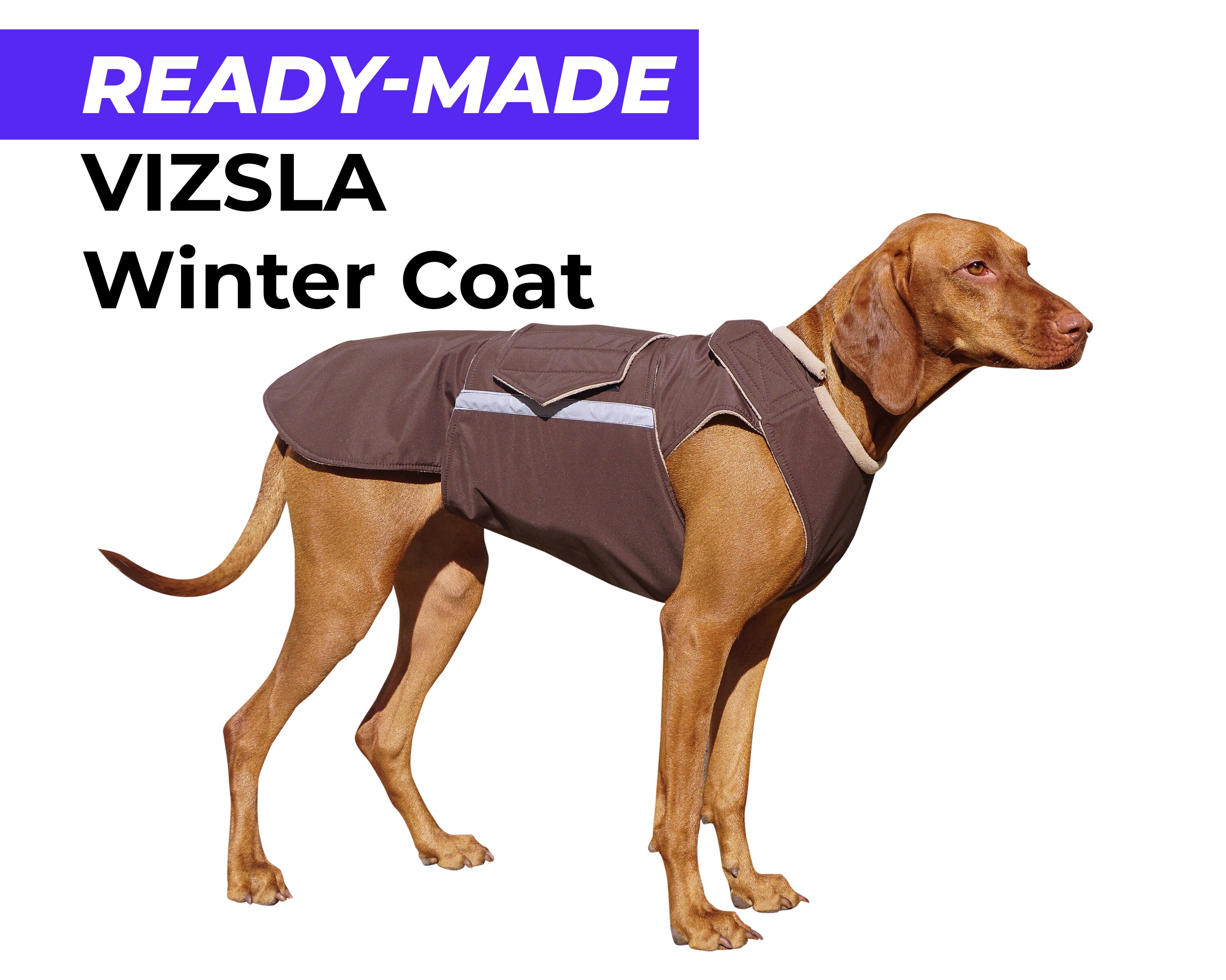 vizsla winter coat