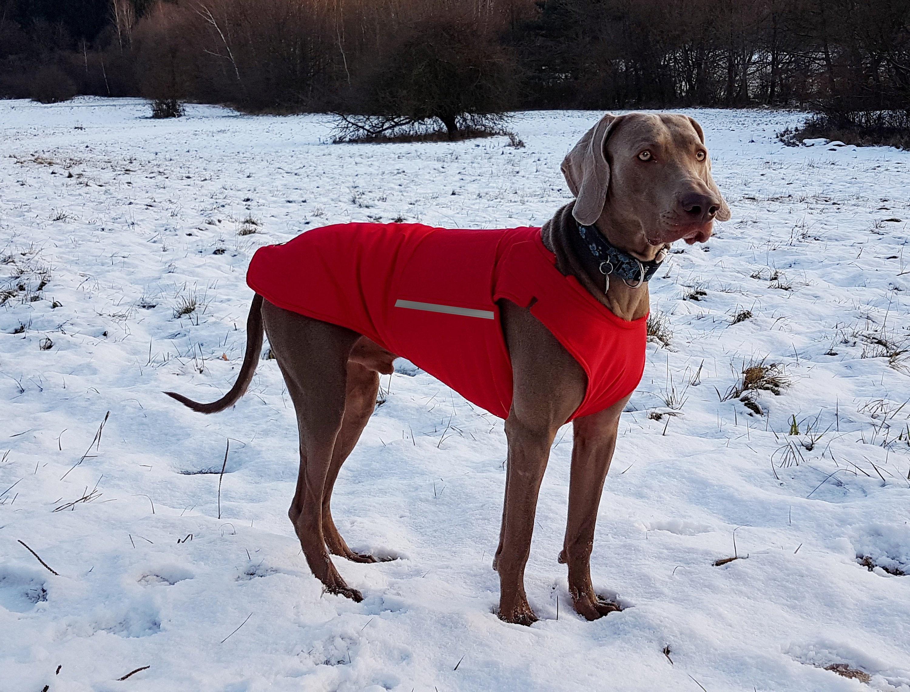 Weimaraner Coat Custom made Dog Raincoat Dog Jacket Etsy