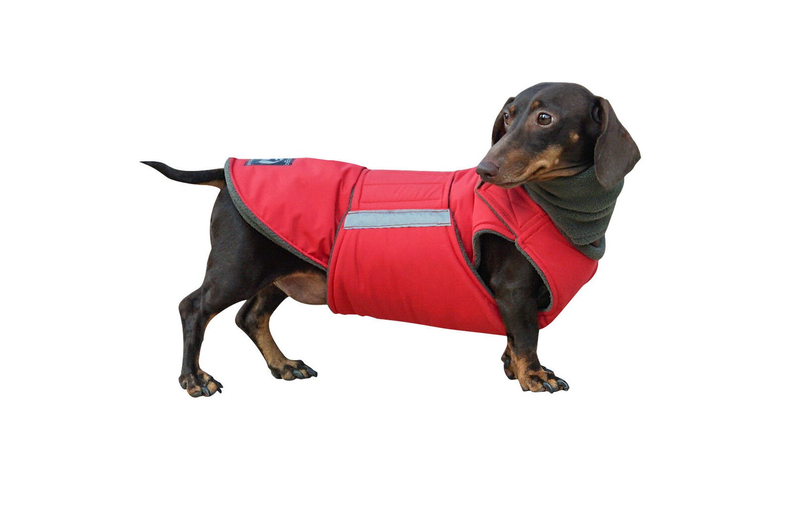 Dachshund Winter Dog Coat with full belly cover and neck Etsy