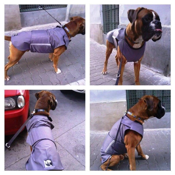 boxer dog winter clothes