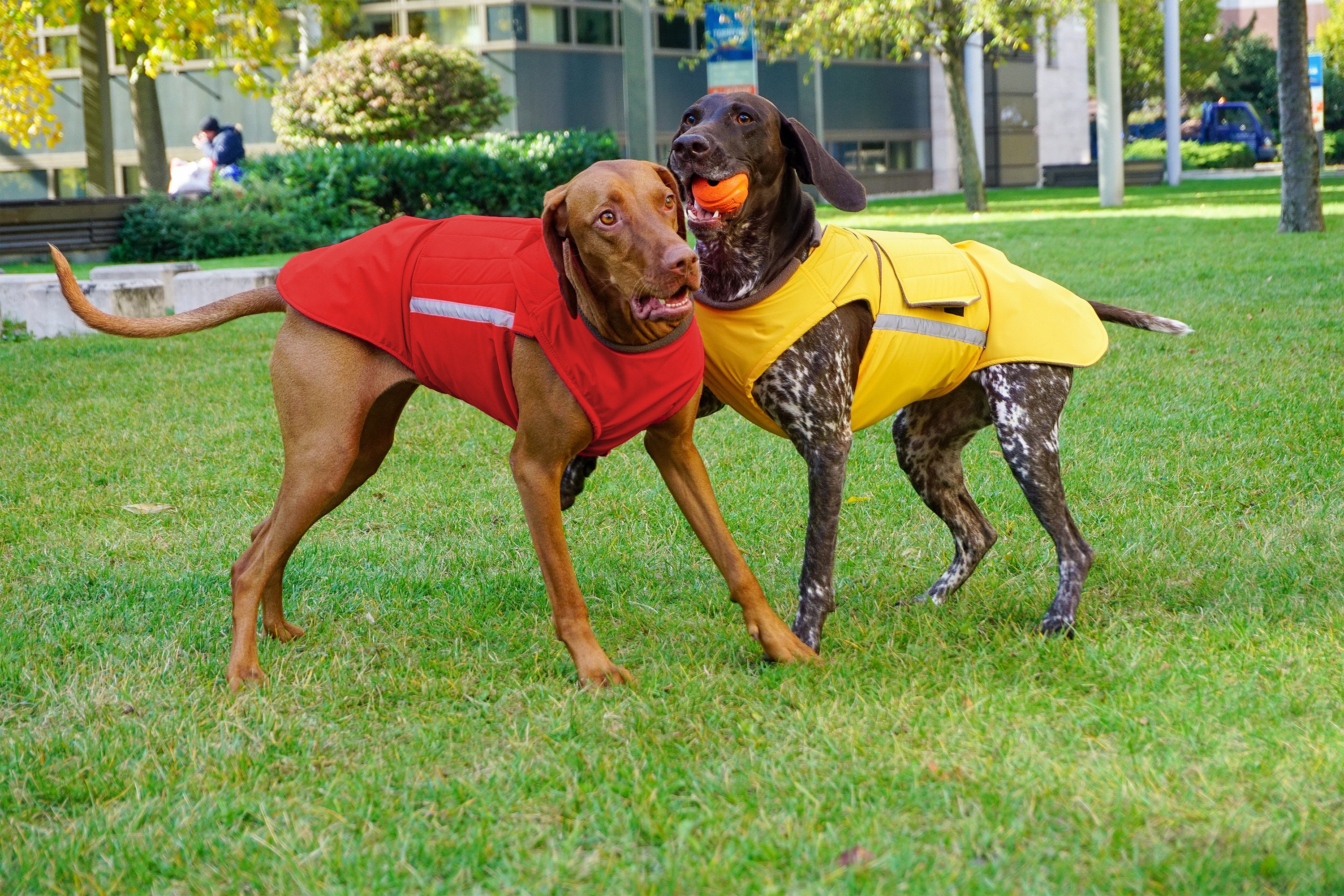Readymade Vizsla Raincoat Vizsla Jacket Waterproof Outer Etsy