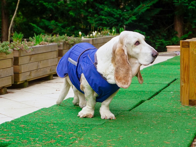 Basset Hound Dog Coat Winter Dog Jacket With Underbelly Etsy