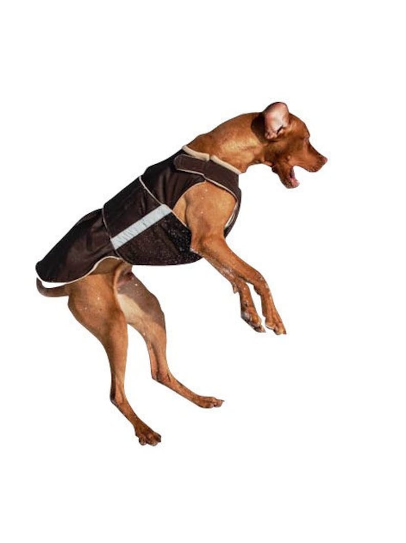 Dog Raincoat for Vizslas Dog Rain Jacket Custom Dog Etsy