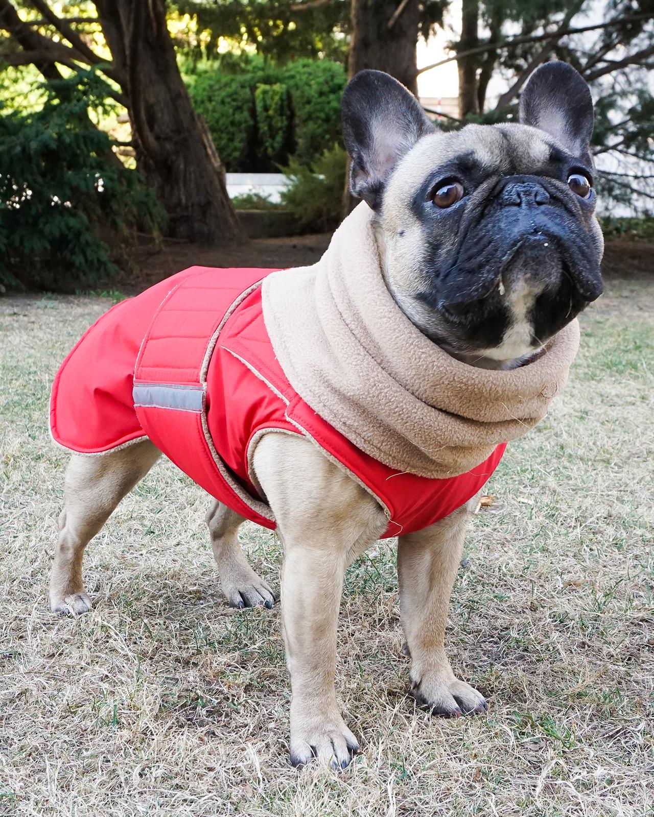 Franzsische Bulldogge Extra Warmer Winter Hundemantel und Halswrmer -  Wasserdicht, volle Bauchabdeckung - Etsy sterreich