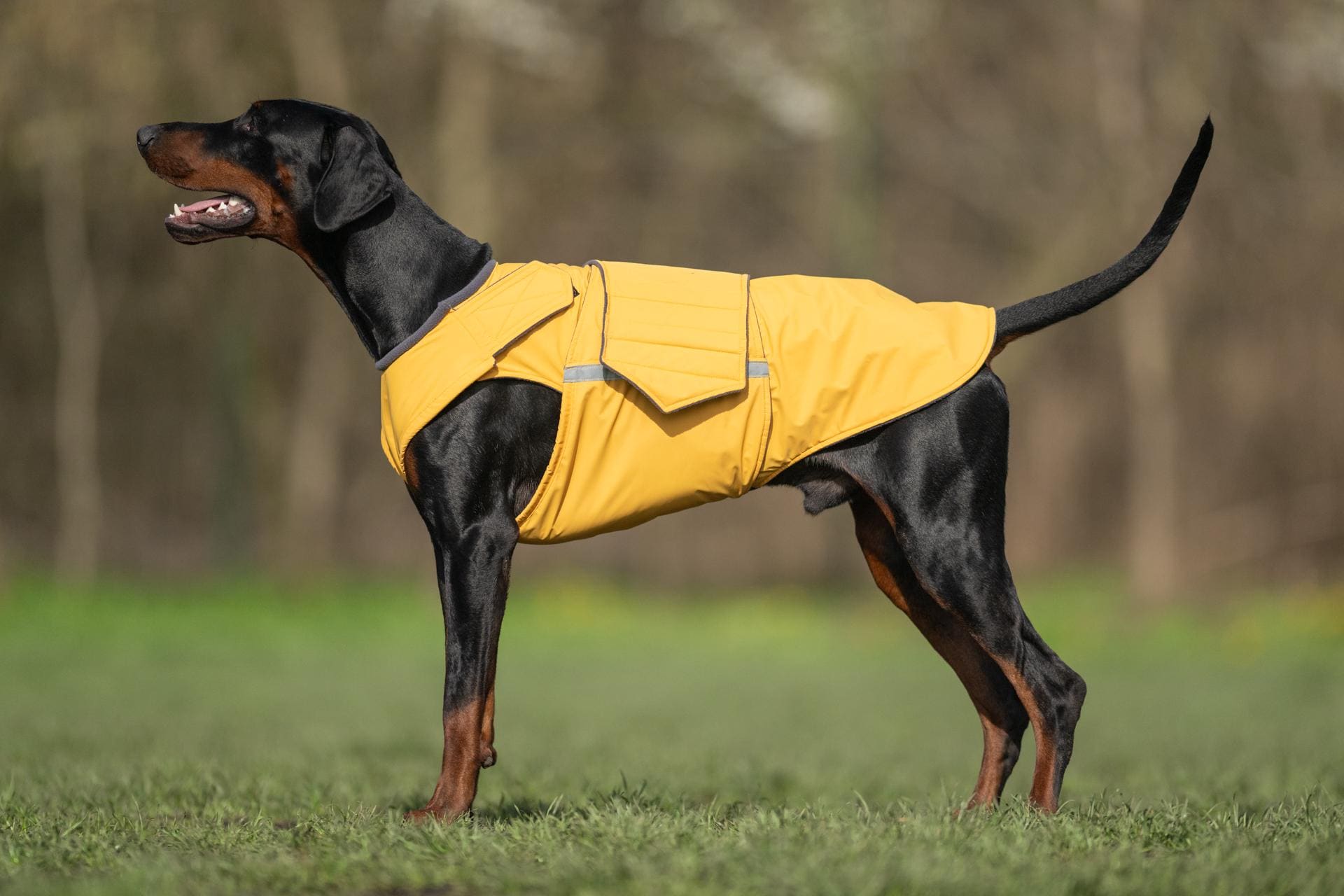 NORDICA (ノルディカ) Dobermann Rain Coat Dobermann Rain Coat Nordica - Skis and Boots – Official website