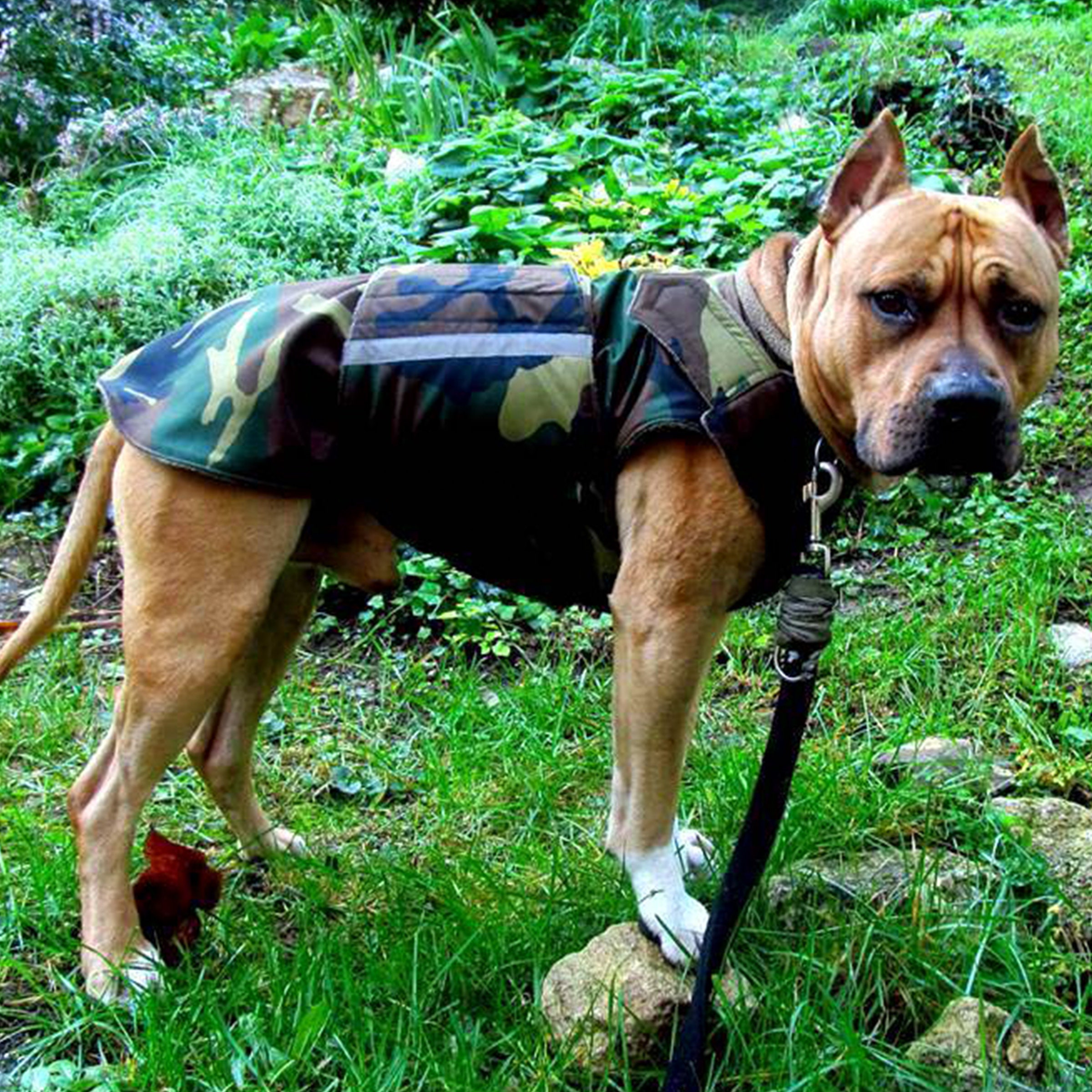 Acheter Veste Greyhound manteau d'hiver grands vêtements trou de plomb  chien sweat à capuche épais