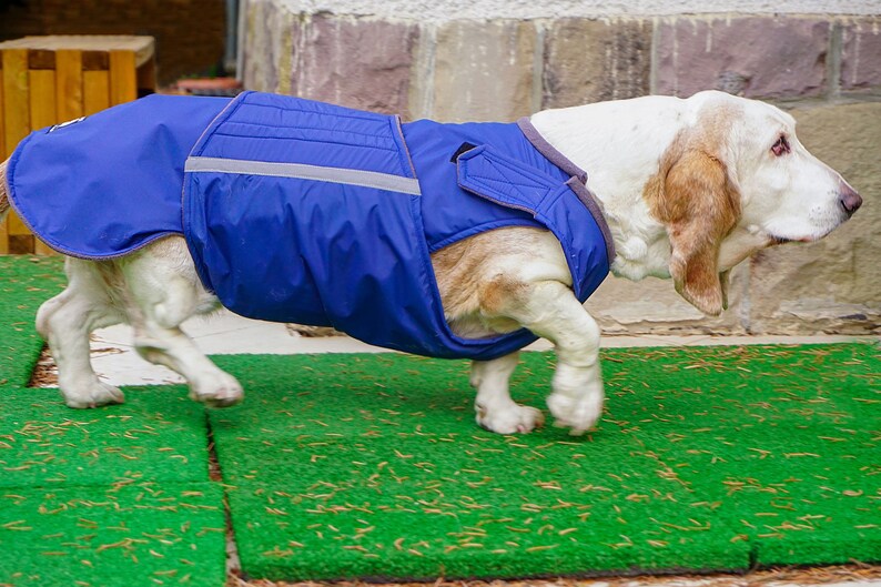Basset Hound Raincoat Dog Jacket With Underbelly Protection Etsy
