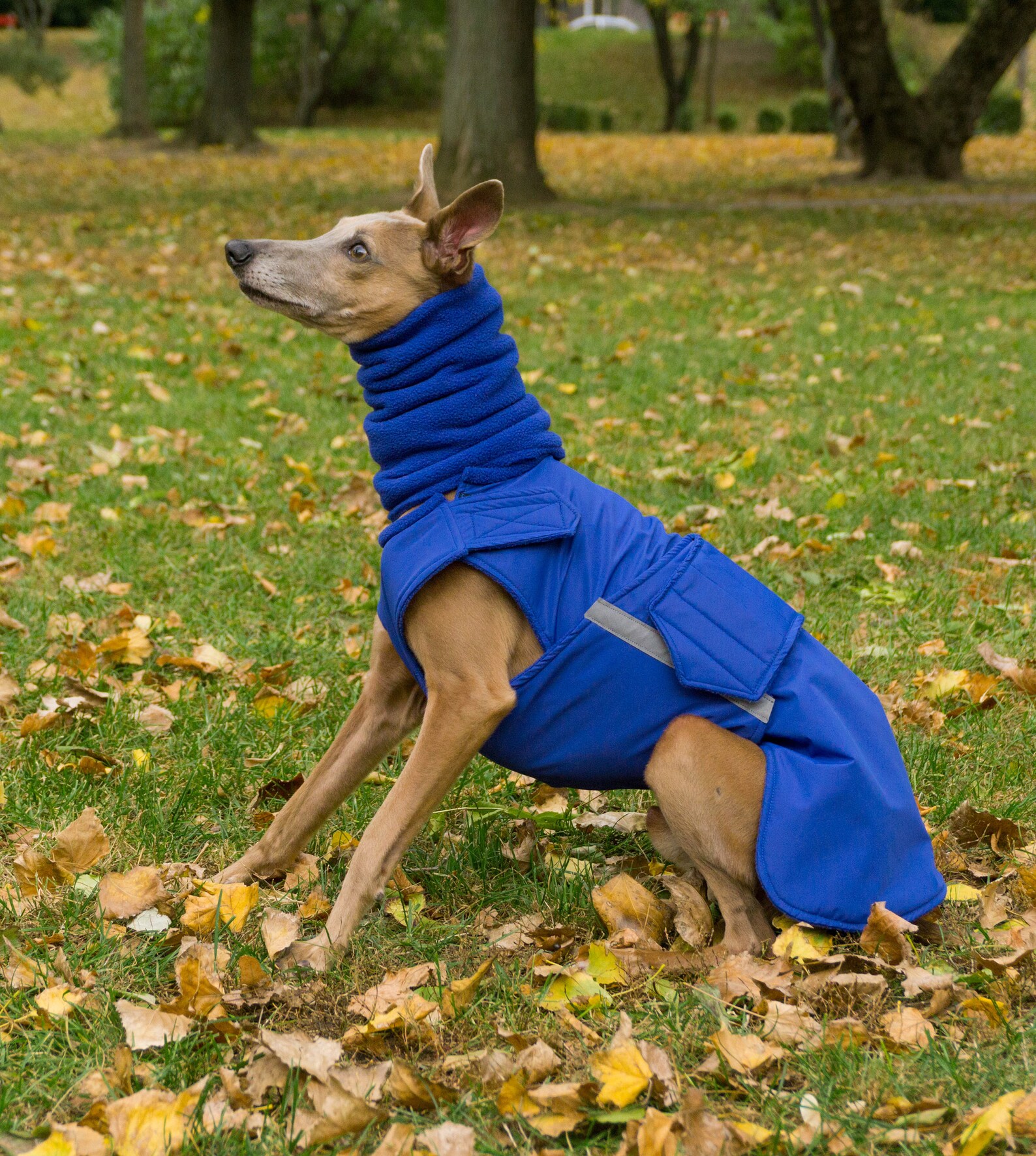 Greyhound Winter Dog Coat Dog Jacket With Snood and Etsy