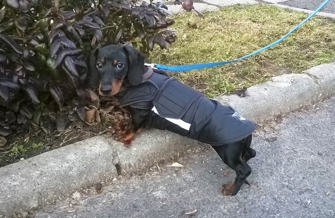 Dachshund Winter Dog Coat Dog Jacket with underbelly Etsy