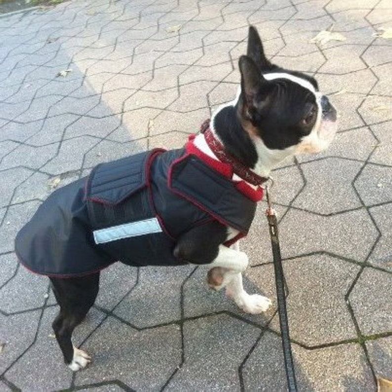 Boston Terrier Winter Coat Dog Jacket With Underbelly Etsy