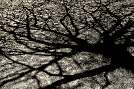 Tree Shadows Nature Black White Silhouette Tree Shadows Nature Black White, Tree Shadow Light Shade