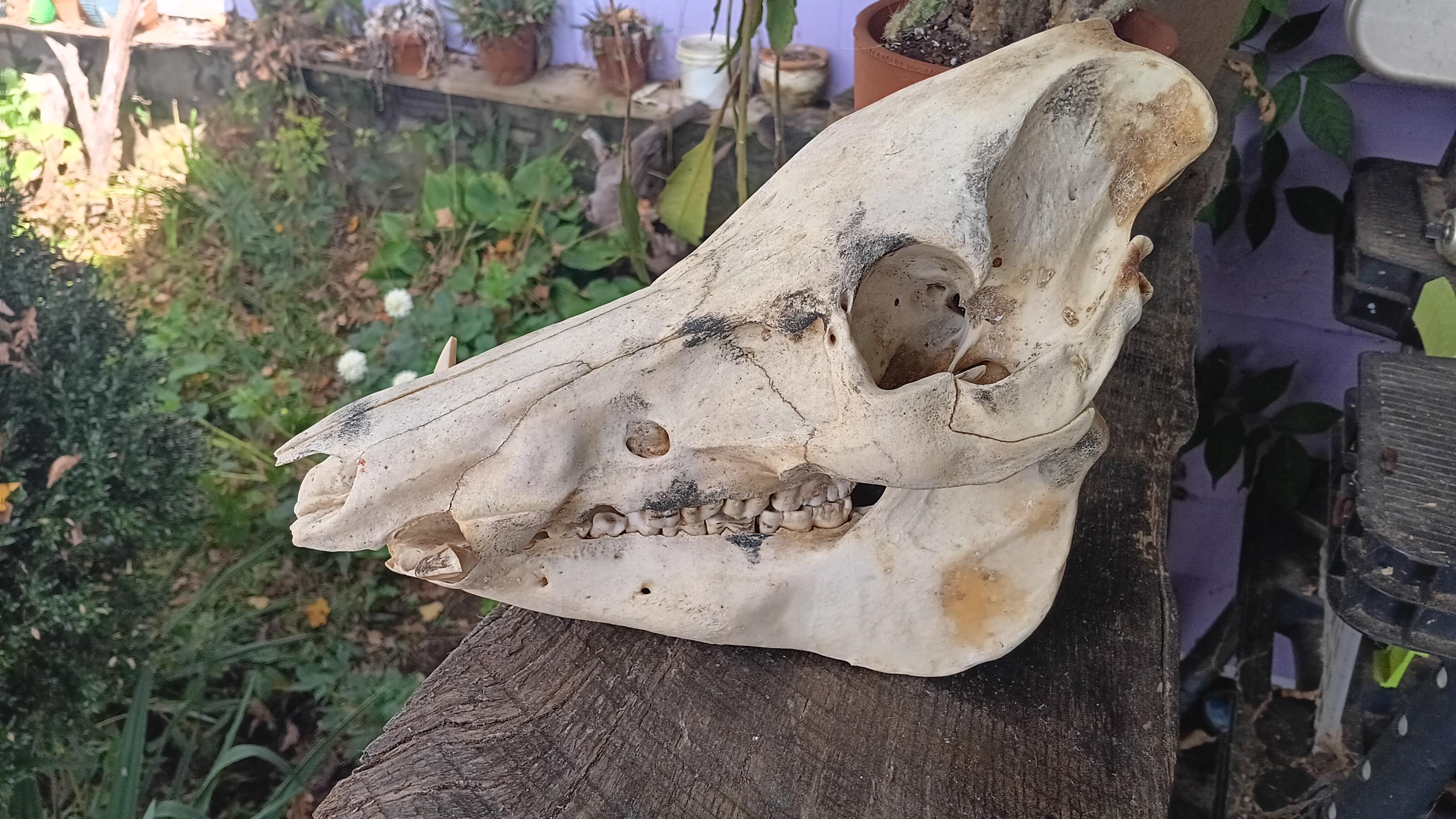 イノシシの頭蓋骨 - Etsy 日本