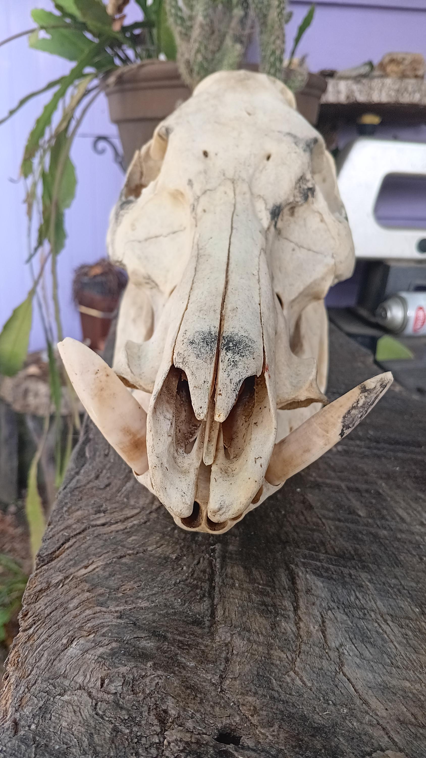 イノシシの頭蓋骨 - Etsy 日本