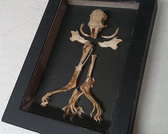 Mummified Squirrel Shaddow Box