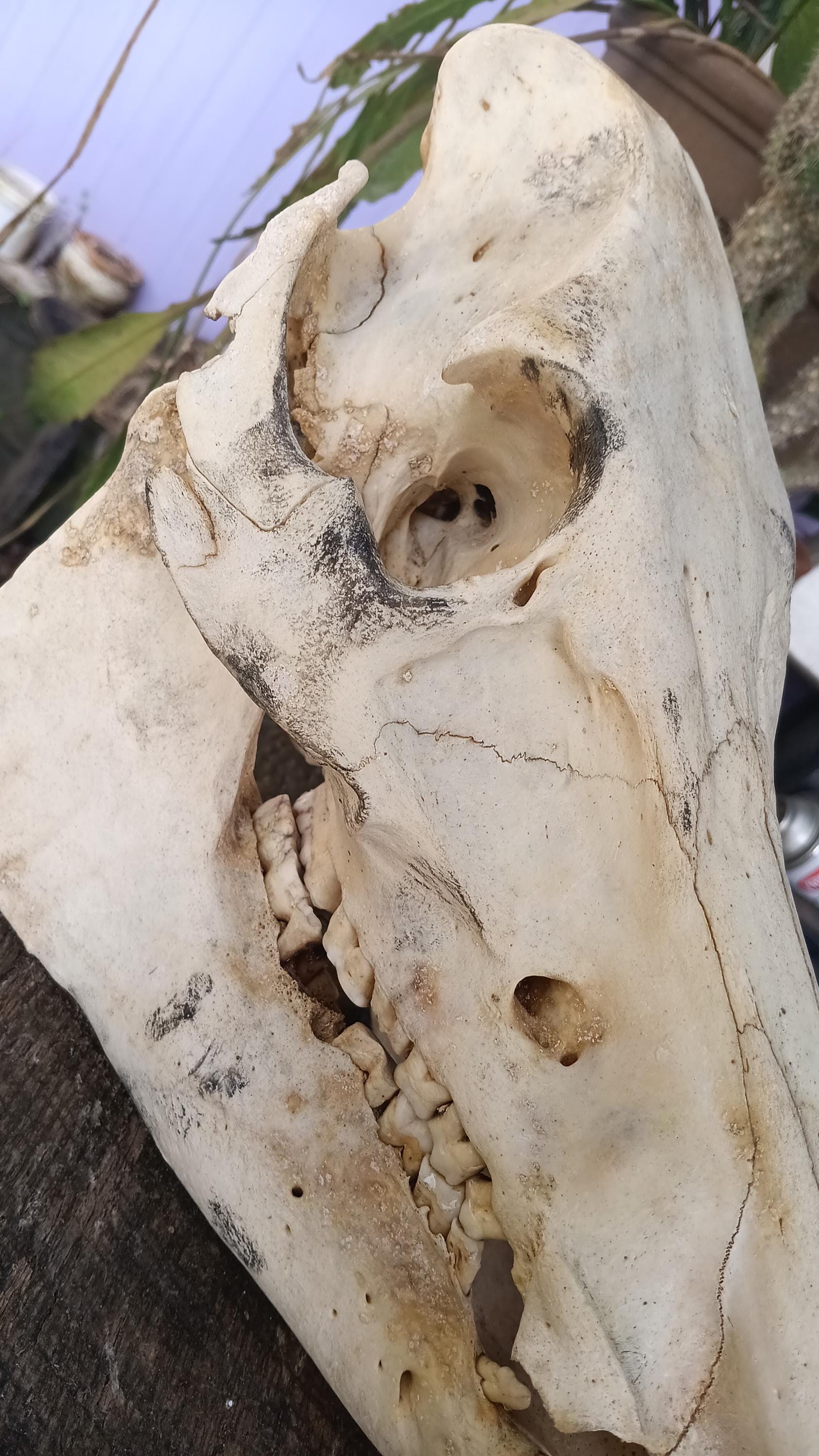 イノシシの頭蓋骨 - Etsy 日本
